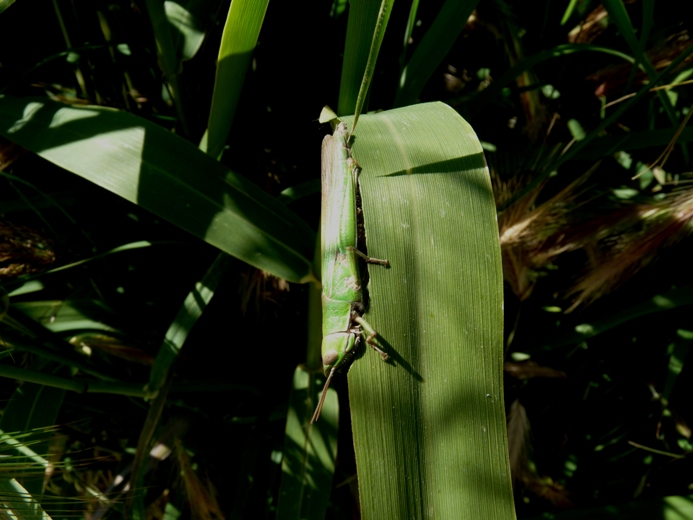 Ortottero che si fa una canna: Tropidopola cylindrica